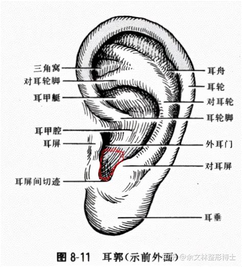 耳朵長毛是好是壞|少之又少的现象：耳朵长毛面相解说